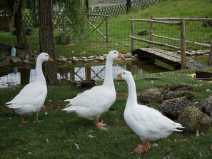 Jardines del alojamiento