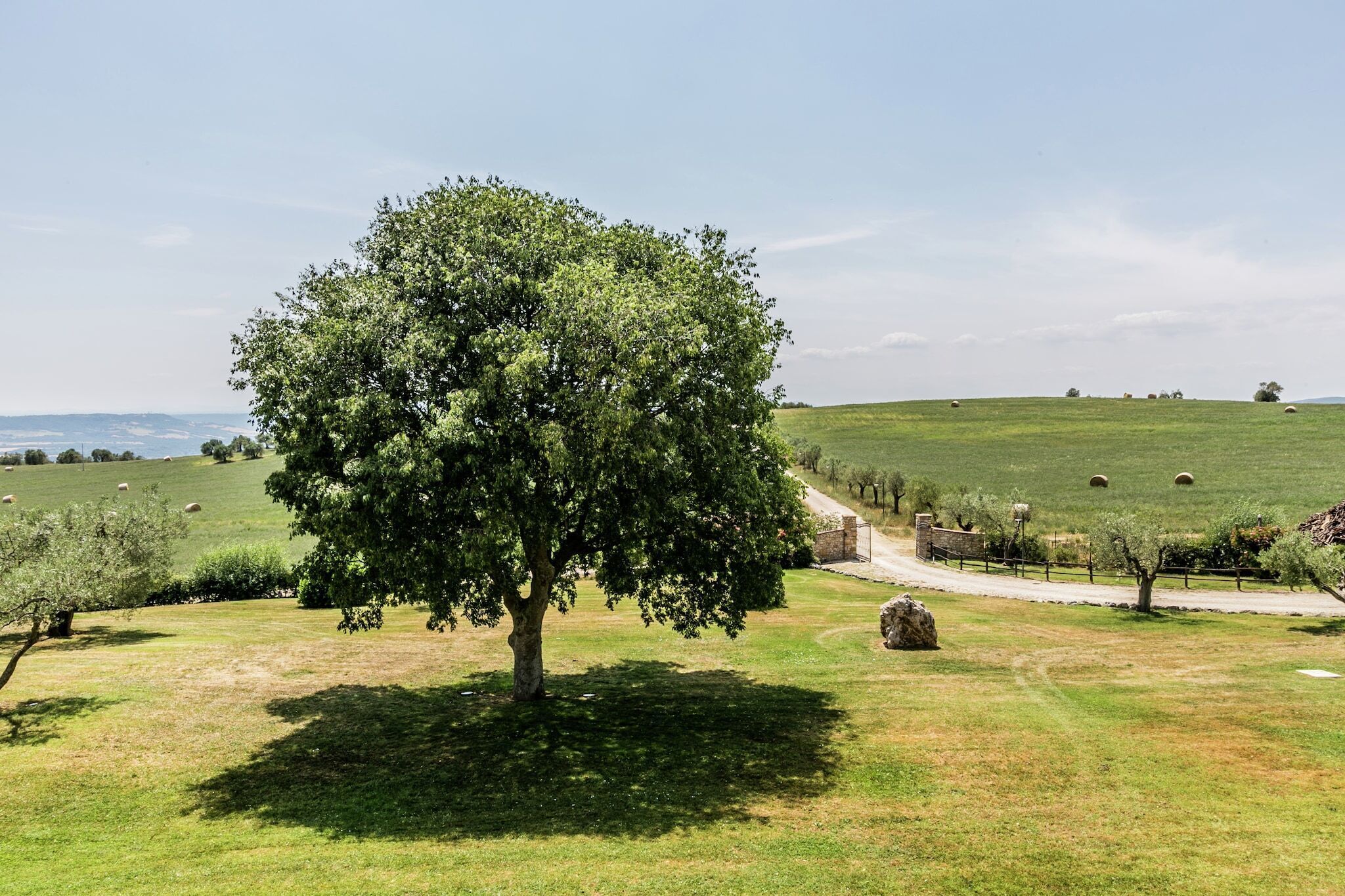 Een boom in een grasveld met een stenen muur en schapen op de achtergrond.