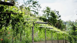 Un vignoble où les rangs de vignes sont soutenus par des treillis en bois.