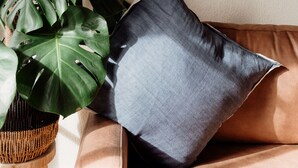 A room with a large potted plant, a grey cushion on a brown sofa, and a painting of a beach scene on the wall. - Great 50 meter square architectural fitout with a cosy modern vibe to relax in  (Surf Beach)