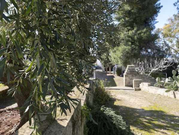 A cemetery with olive trees and stone structures.