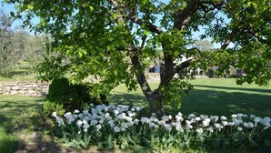 Ein Garten mit einem Baum und einer Reihe weißer Tulpen.