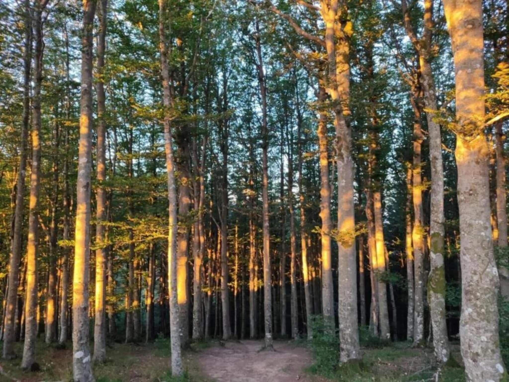 Un bosque con árboles altos y un sendero que lo atraviesa.