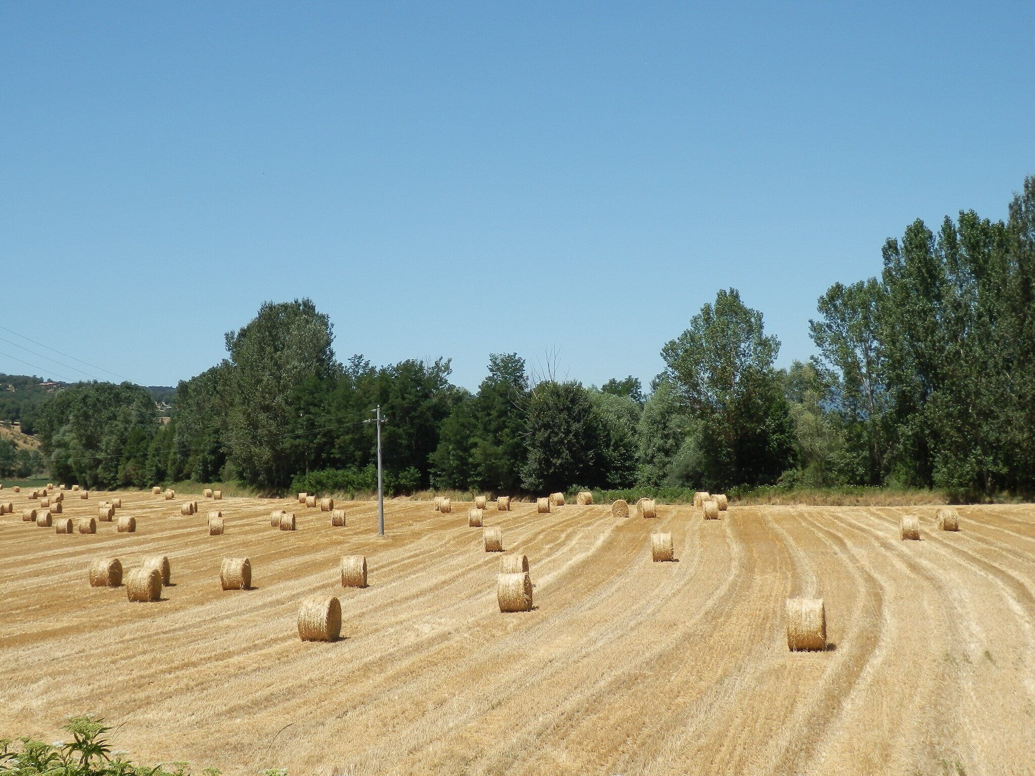 A field of hay bales with trees in the background.