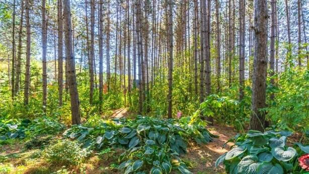 A forested area with tall trees and a variety of green plants. - Auw Farm Life Escape (Auw)