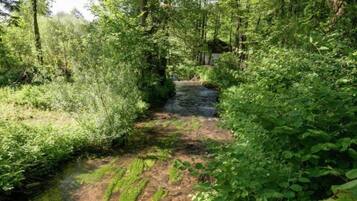 Un petit ruisseau naturel, bordé d’une végétation luxuriante.