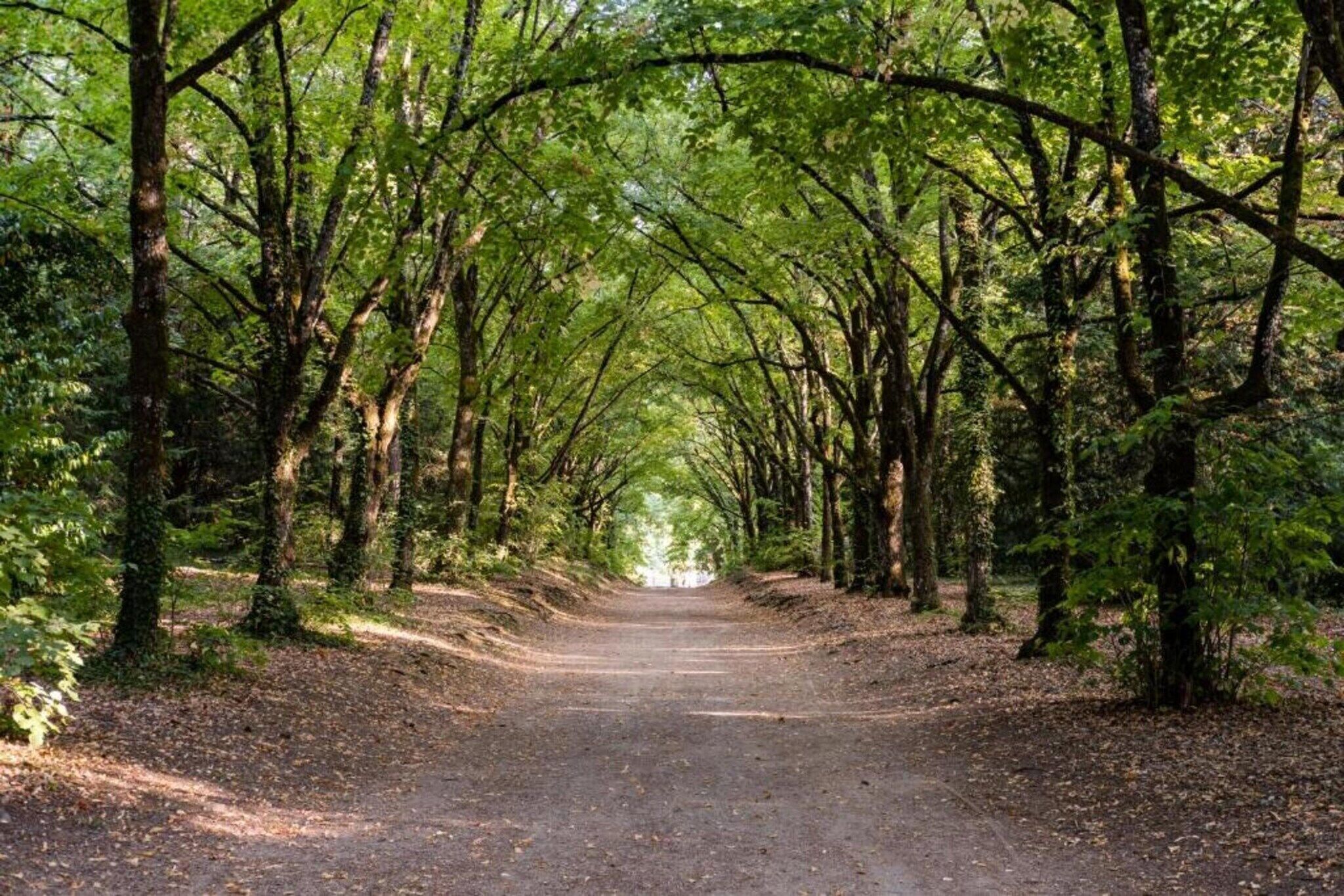 A forested path with trees on both sides.
