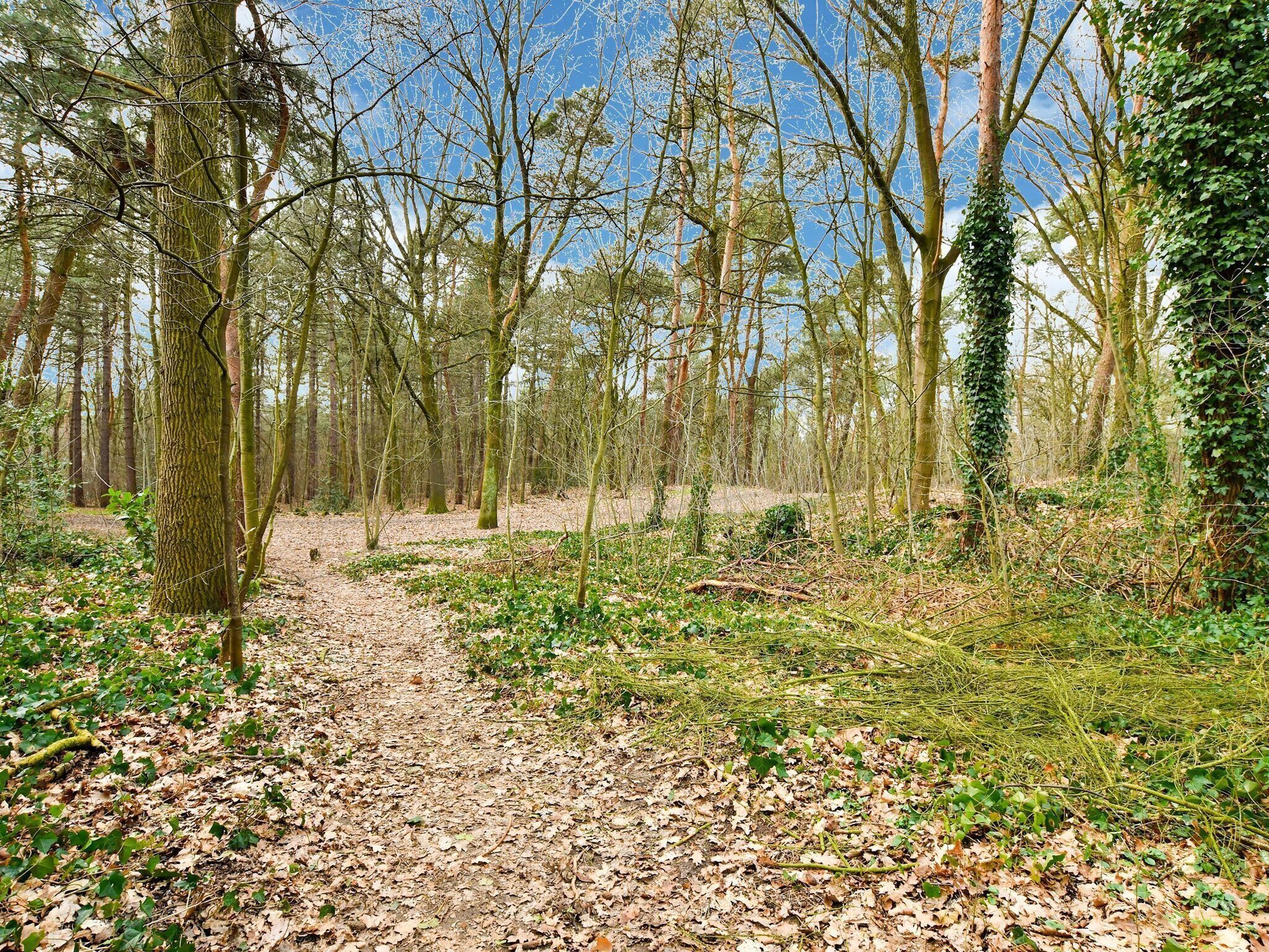 A forest path with trees and undergrowth.
