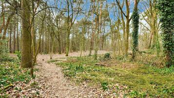 A forest path with trees and undergrowth.