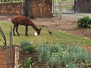 Enceinte de l’hébergement
