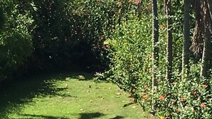 A lush garden with a pathway leading to a view of the ocean. - TURQUESA del MAR, private tropical oasis! (Rincon)