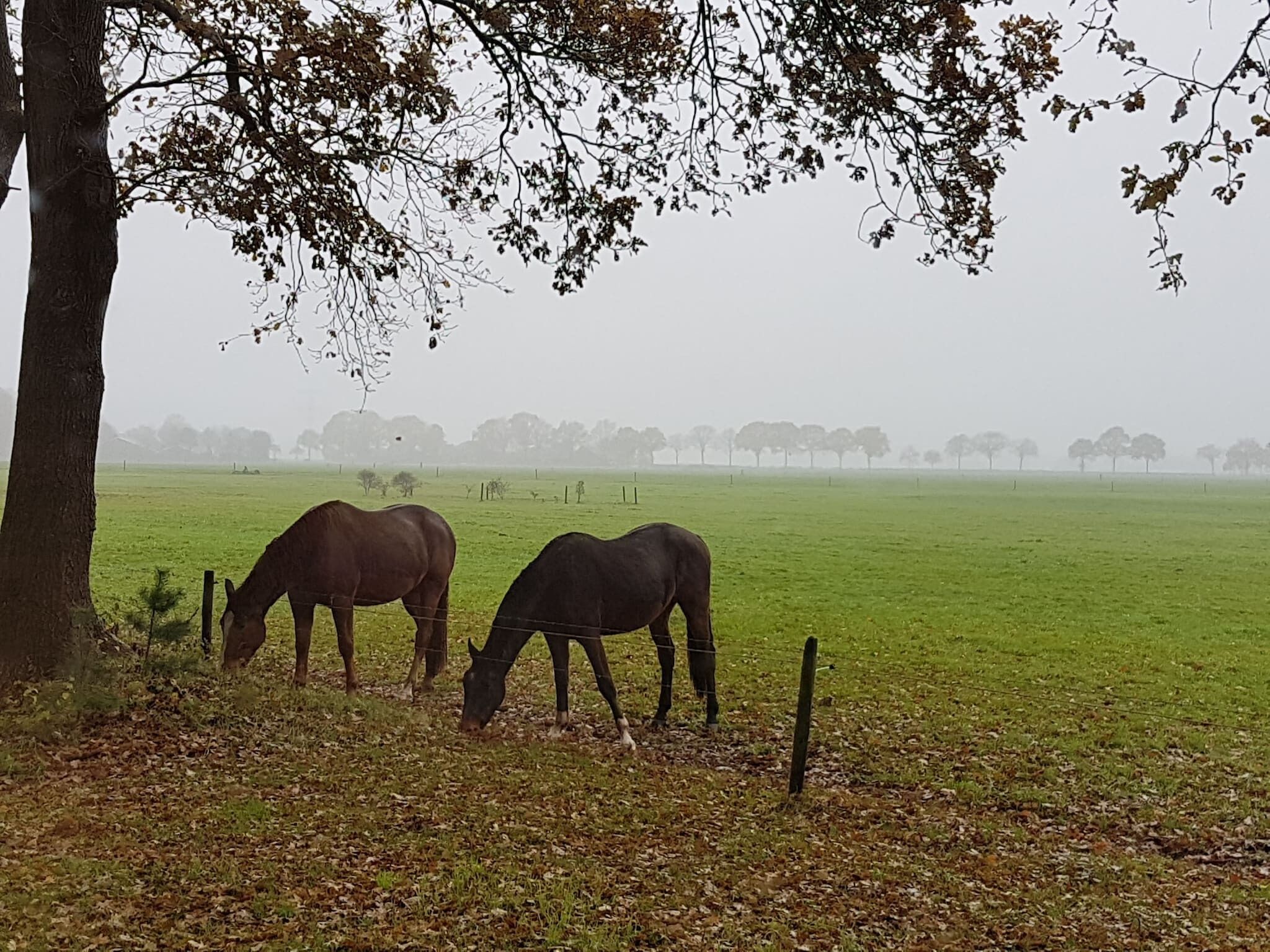 Een stal met twee paarden die in een veld grazen.