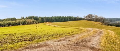 Paisagem rural com uma trilha de terra serpenteando por um campo gramado, cercada por árvores e um céu claro.