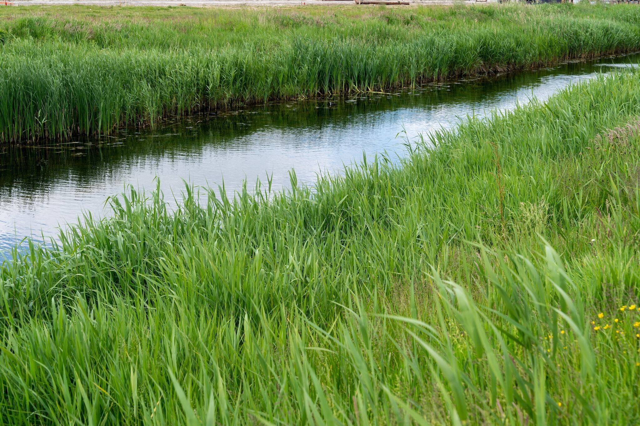 Un cours d’eau paisible, bordé d’herbes hautes et vertes et de roseaux.
