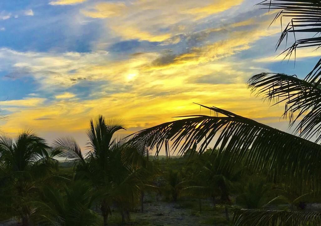 Una puesta de sol sobre una playa con palmeras.