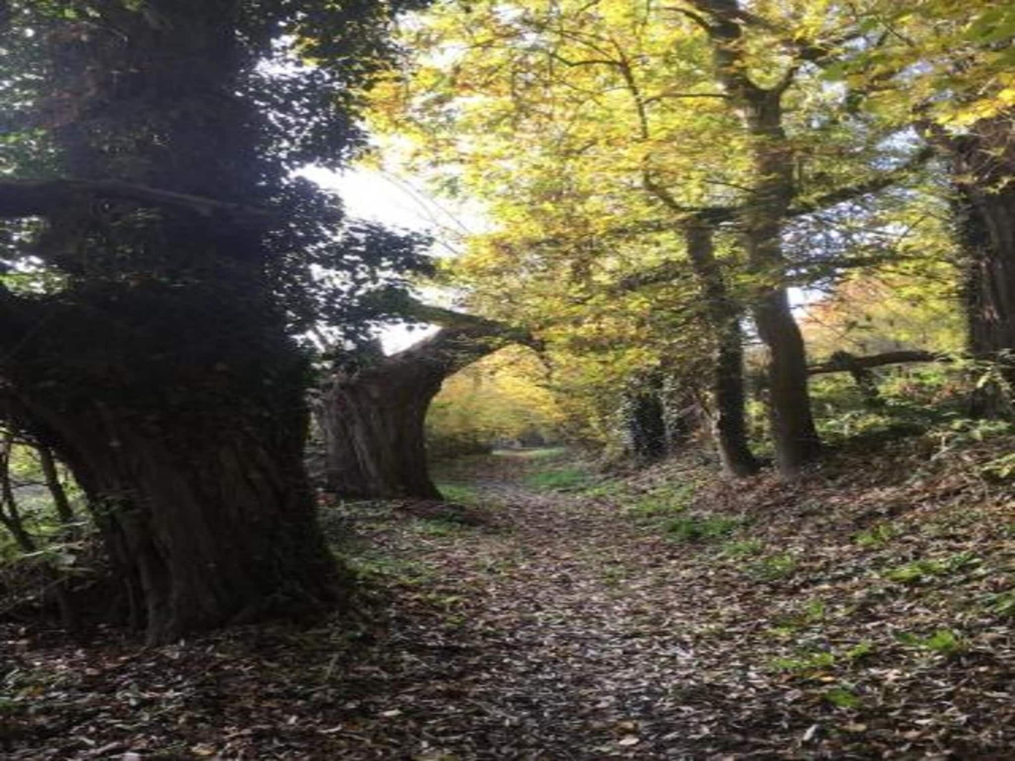 A forest path with trees and fallen leaves.