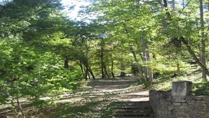 Un'area boscosa con una scala in pietra che sale.