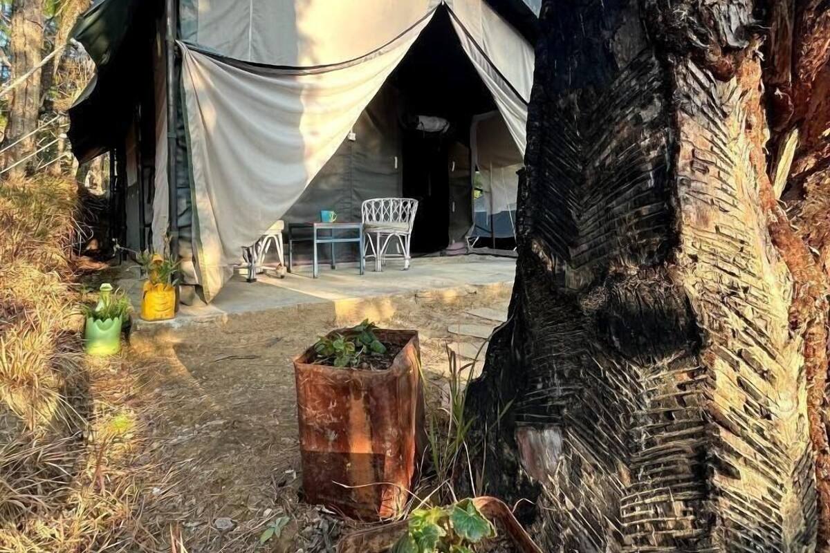 A tented accommodation with a view of a forested area, outdoor seating, and potted plants.