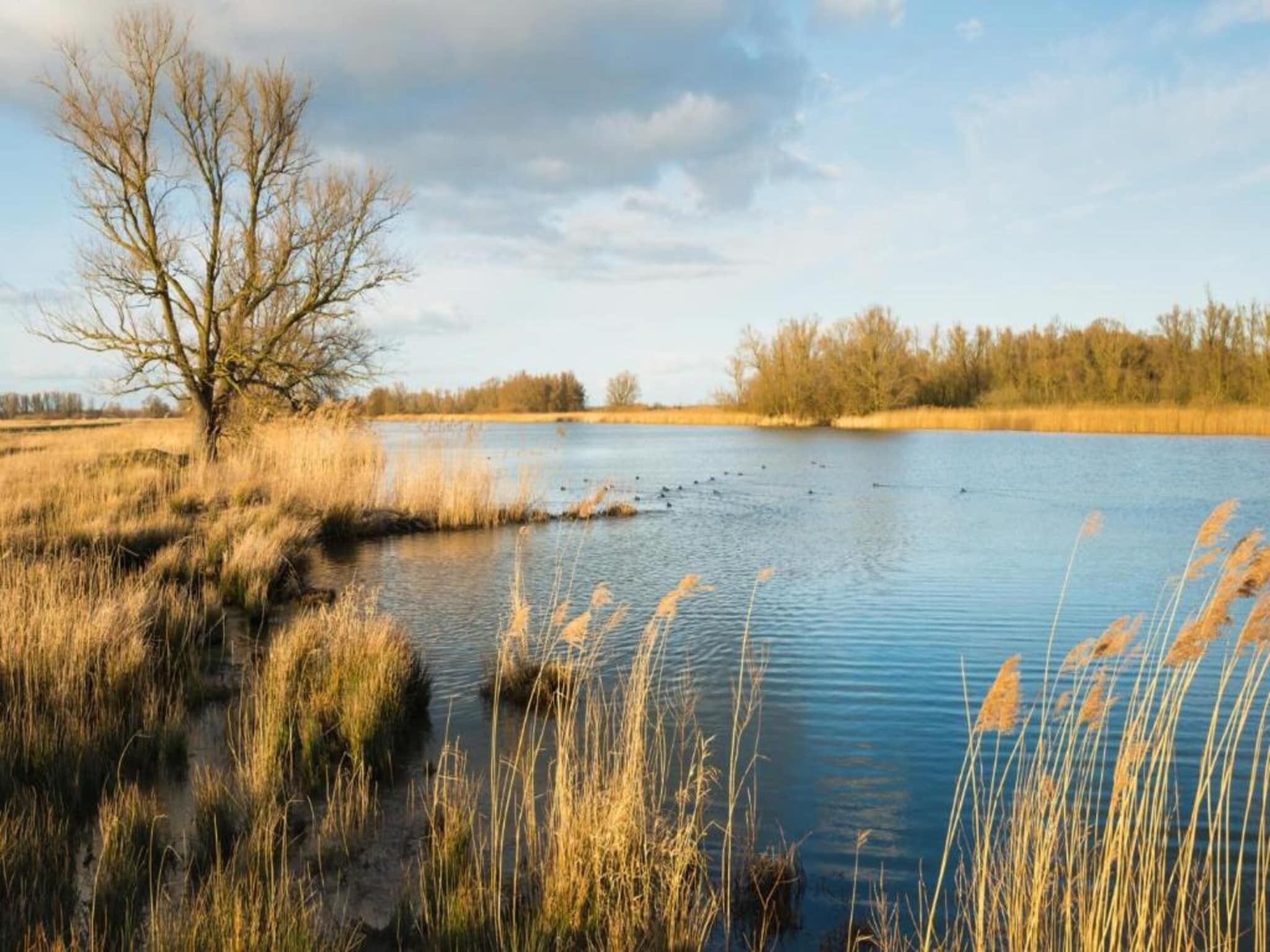 Un lago tranquilo con pastos altos y un árbol sin hojas.
