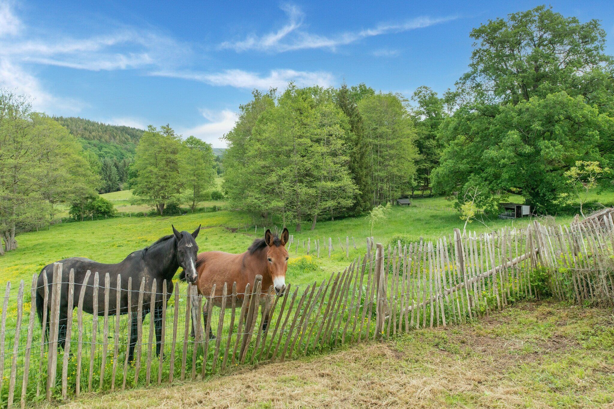 A fenced pasture with two horses.