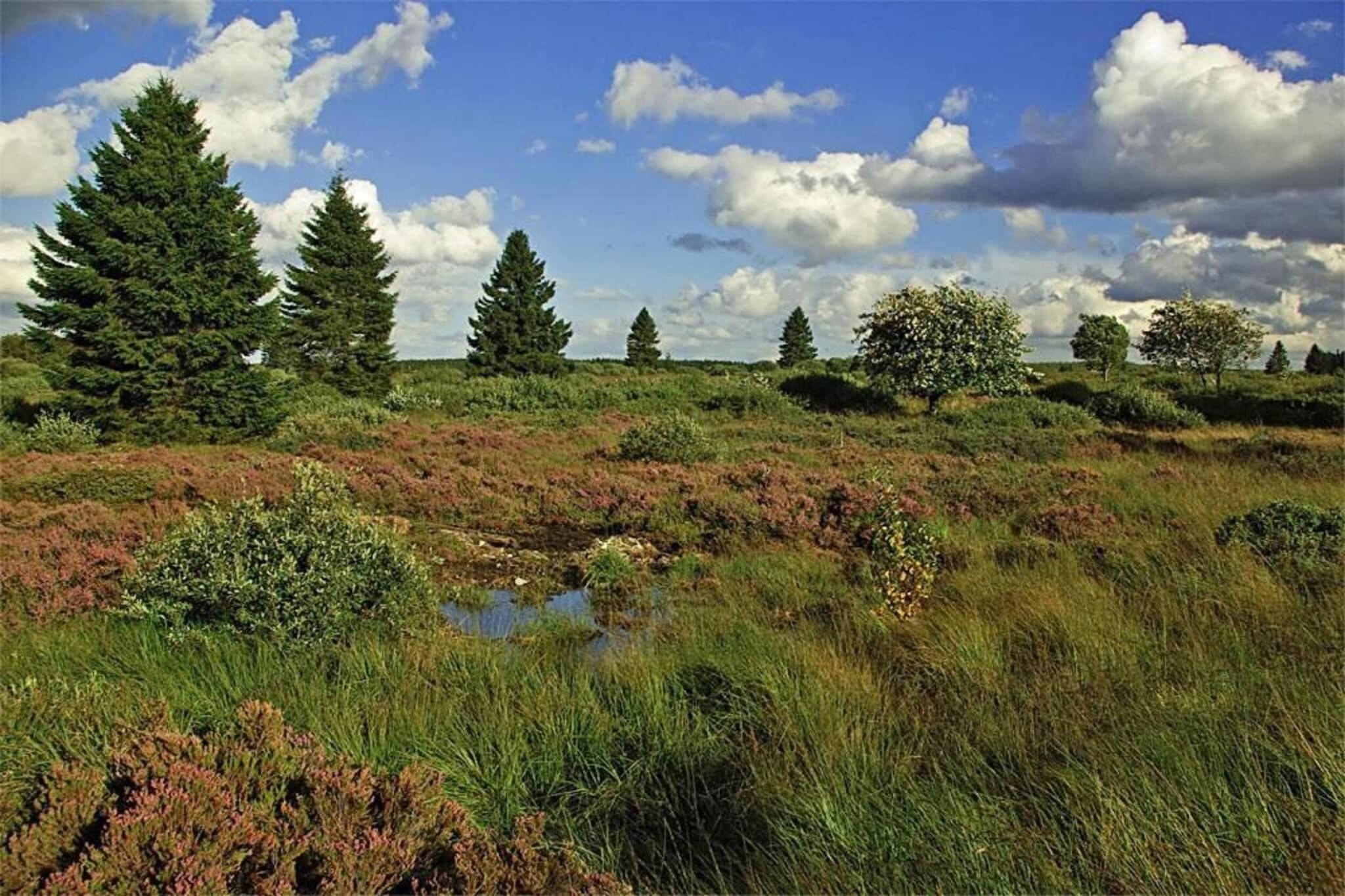 A natural landscape with a variety of vegetation, including tall trees and low-lying shrubs, under a partly cloudy sky.