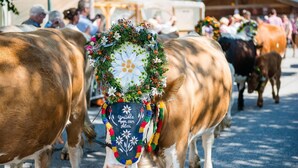 Una vaca amb una guarnició decorativa al cap i una campaneta, marxa en una desfilada amb altres vaques.