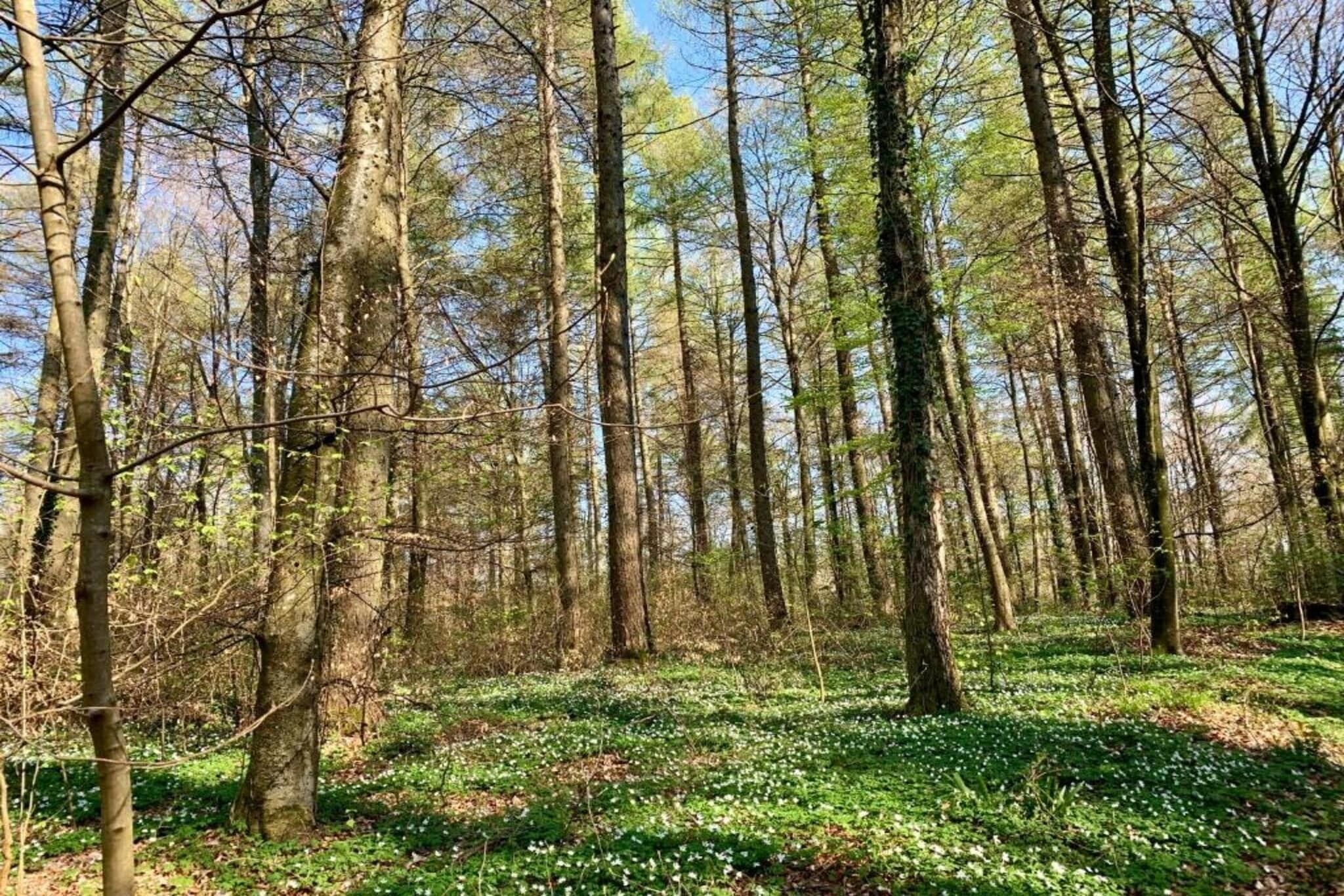 Une forêt où les arbres sont hauts et le sol est recouvert d’un tapis de feuillage verdoyant.