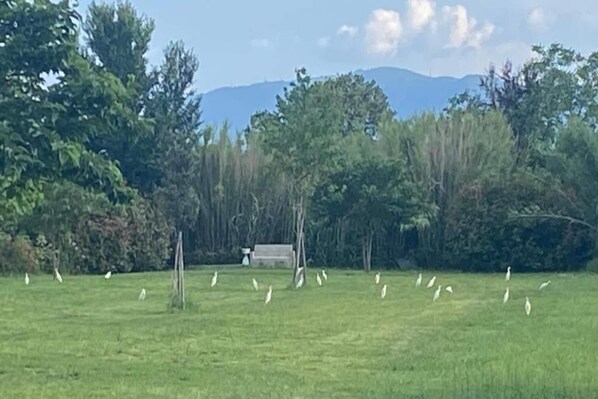 A grassy field with trees and a bench in the distance.
