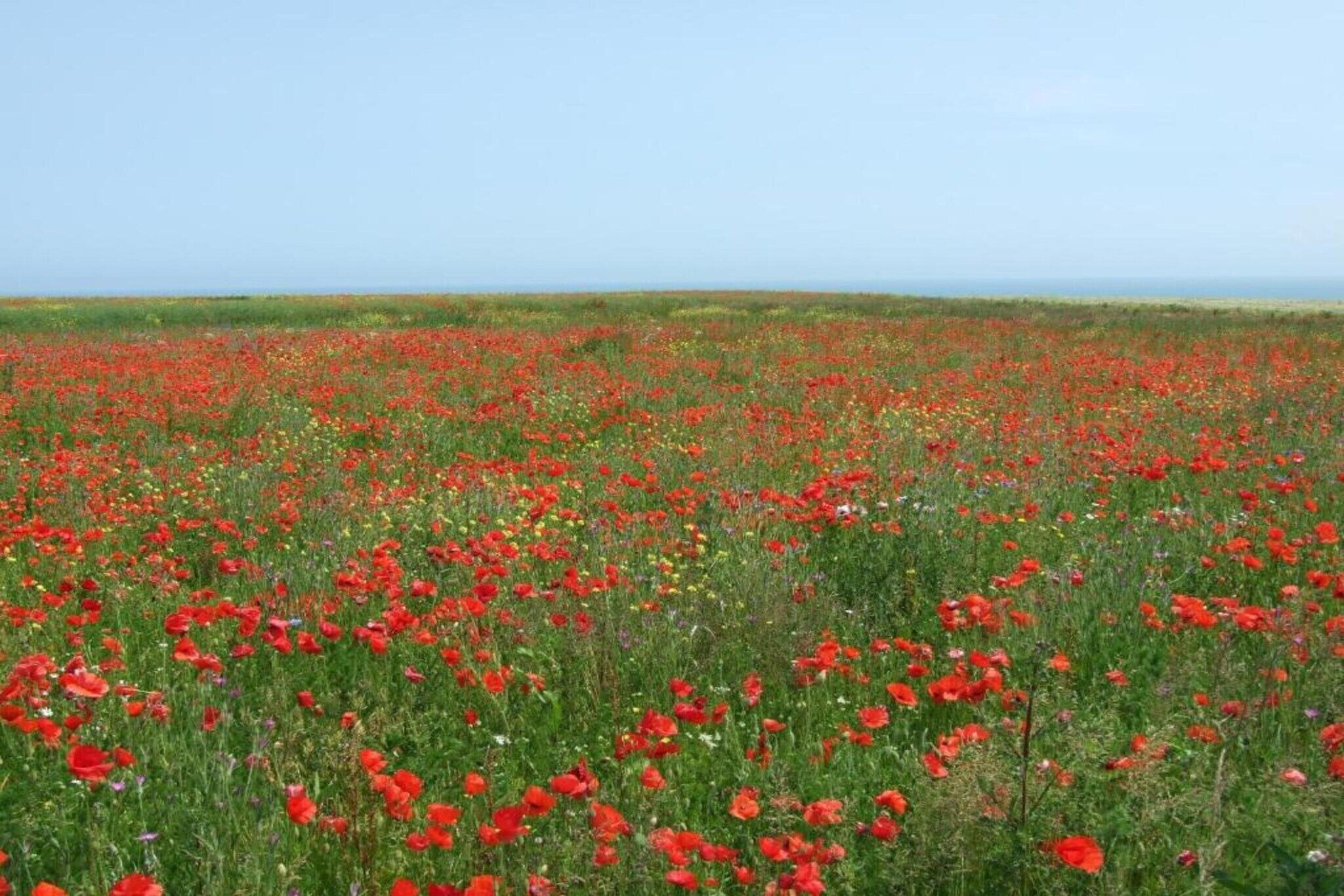 Ein Feld voller roter Mohnblumen unter blauem Himmel.