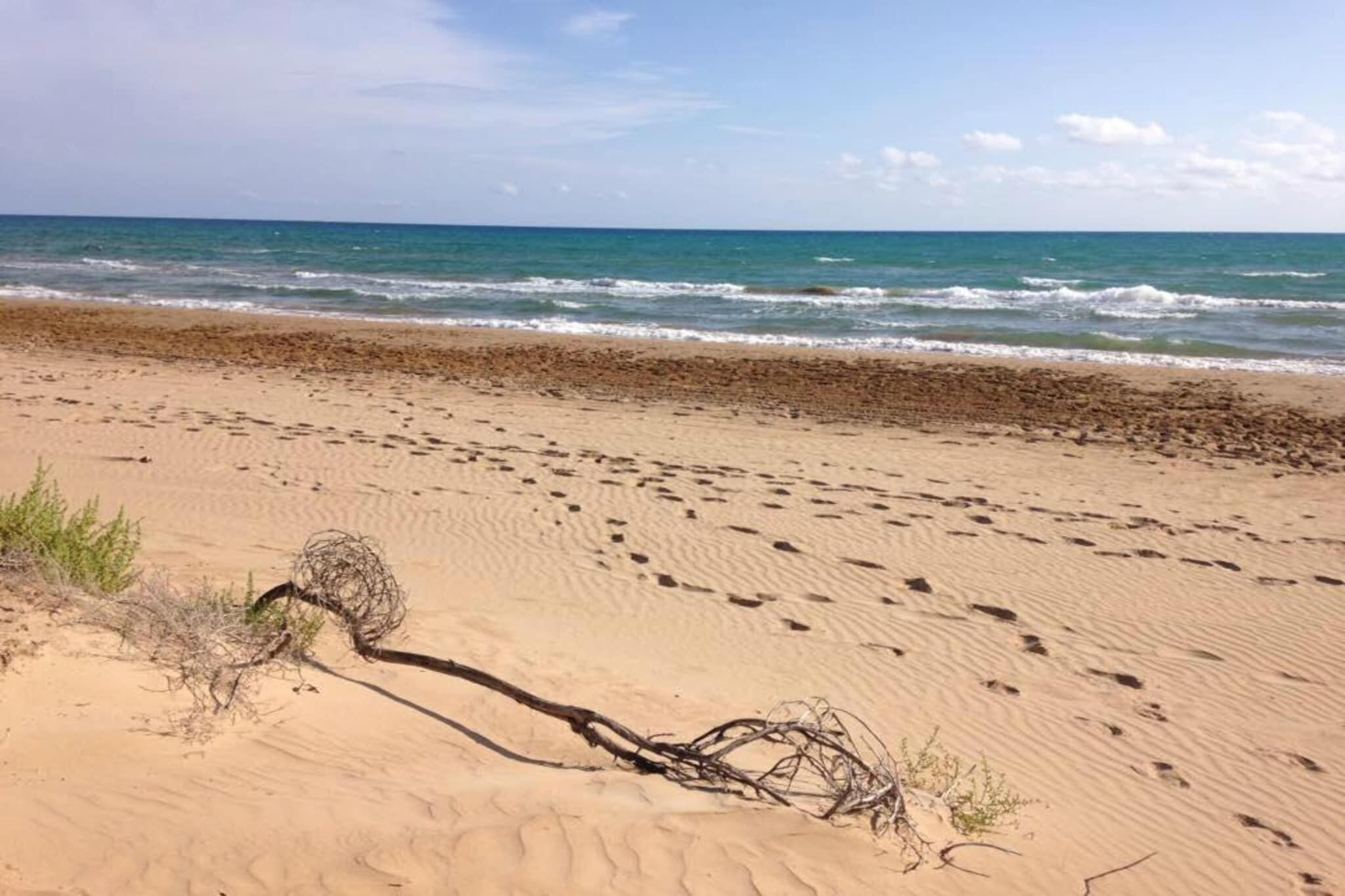A sandy beach with footprints and sparse vegetation.
