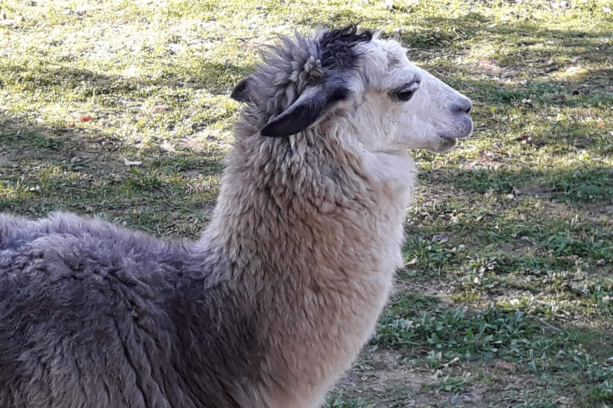 Una llama de pie sobre hierba.