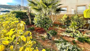 Un jardín ajardinado con diversas plantas y una palmera frente a un edificio con balcones.