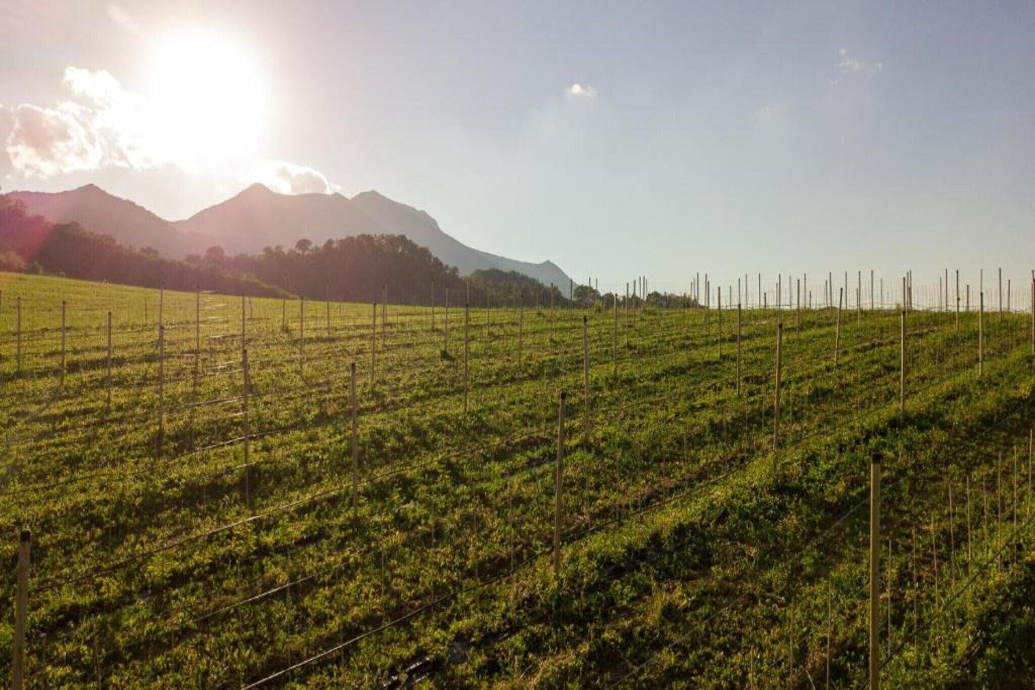 Un vignoble avec des rangées de vignes et une montagne en arrière-plan.