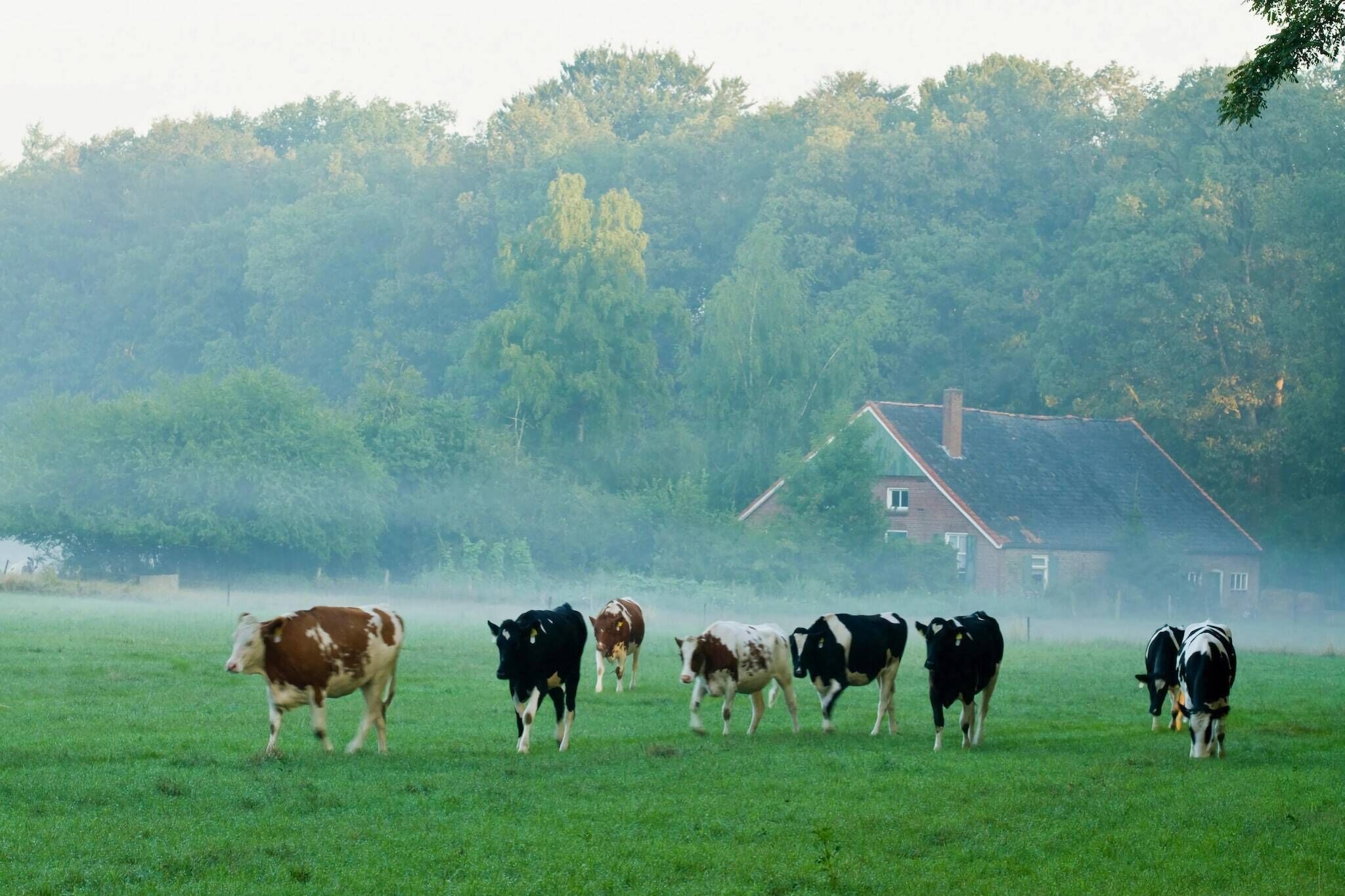 A group of cows in a grassy field with a house in the background.