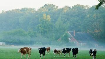 A group of cows in a grassy field with a house in the background.