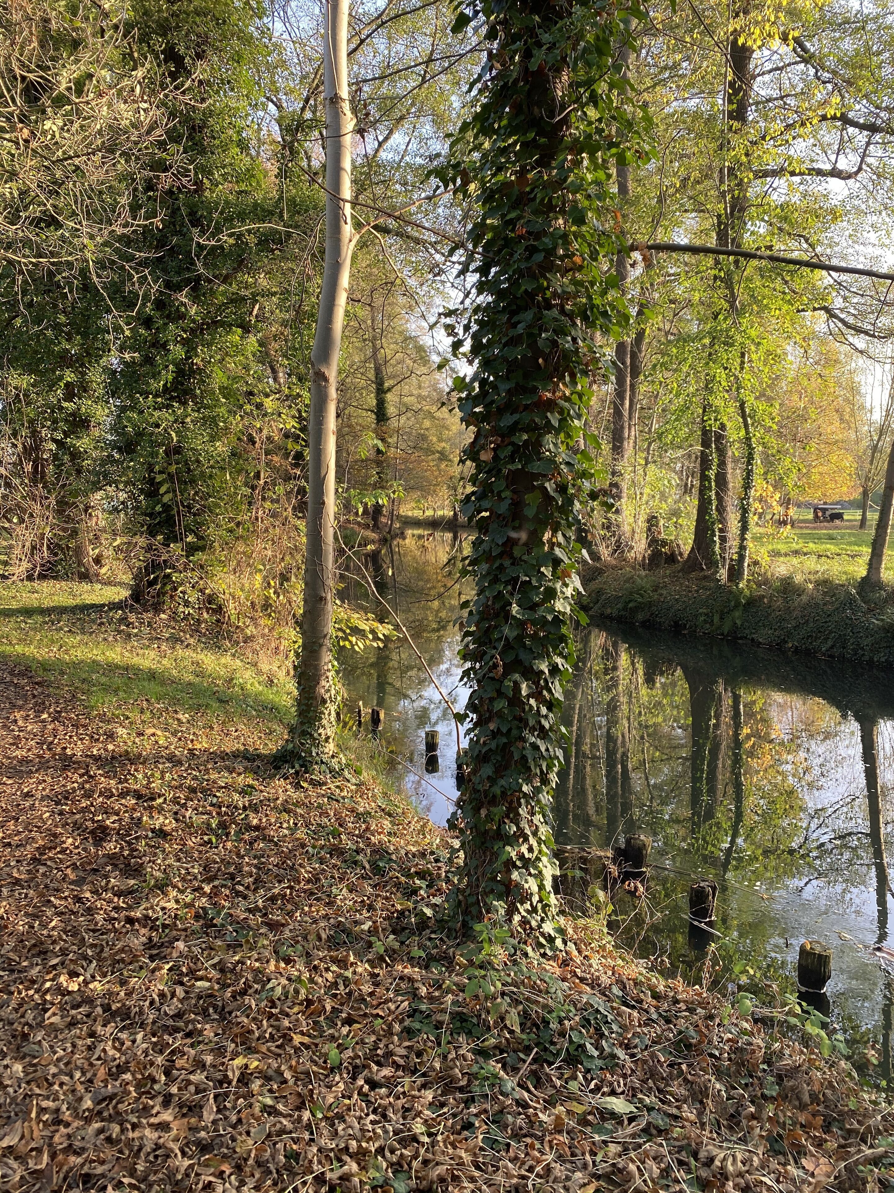 A serene riverside scene with dense foliage and a calm water body.