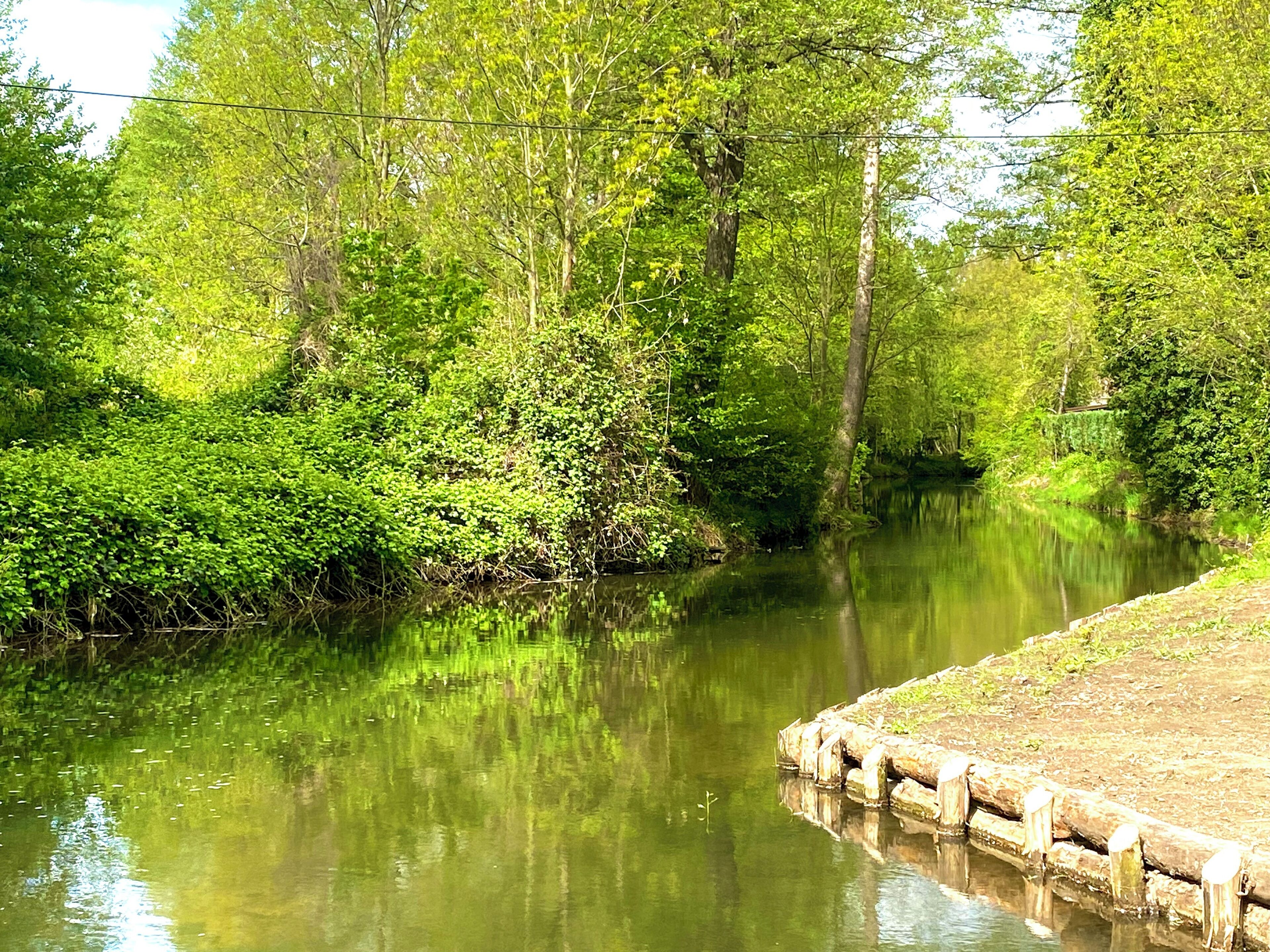 Un río tranquilo bordeado de abundante vegetación y árboles.