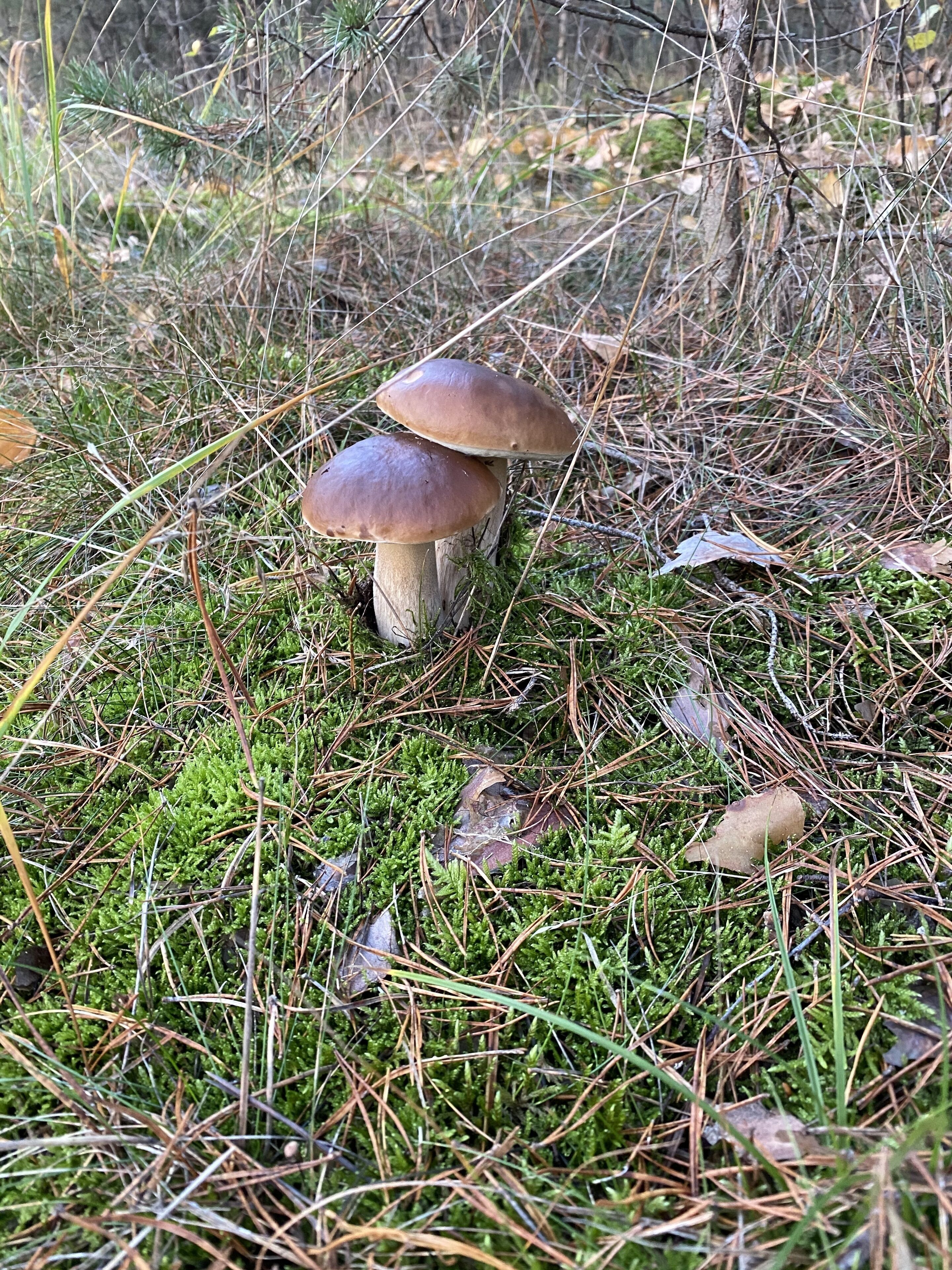 A forest floor with two mushrooms growing among green moss and pine needles.
