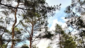 Un sendero bordeado por barandillas blancas y árboles, que se adentra en una zona boscosa.