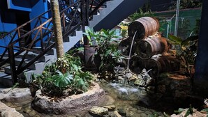 Un élément décoratif aquatique agrémenté de rochers et de plantes, un escalier et de grands tonneaux.