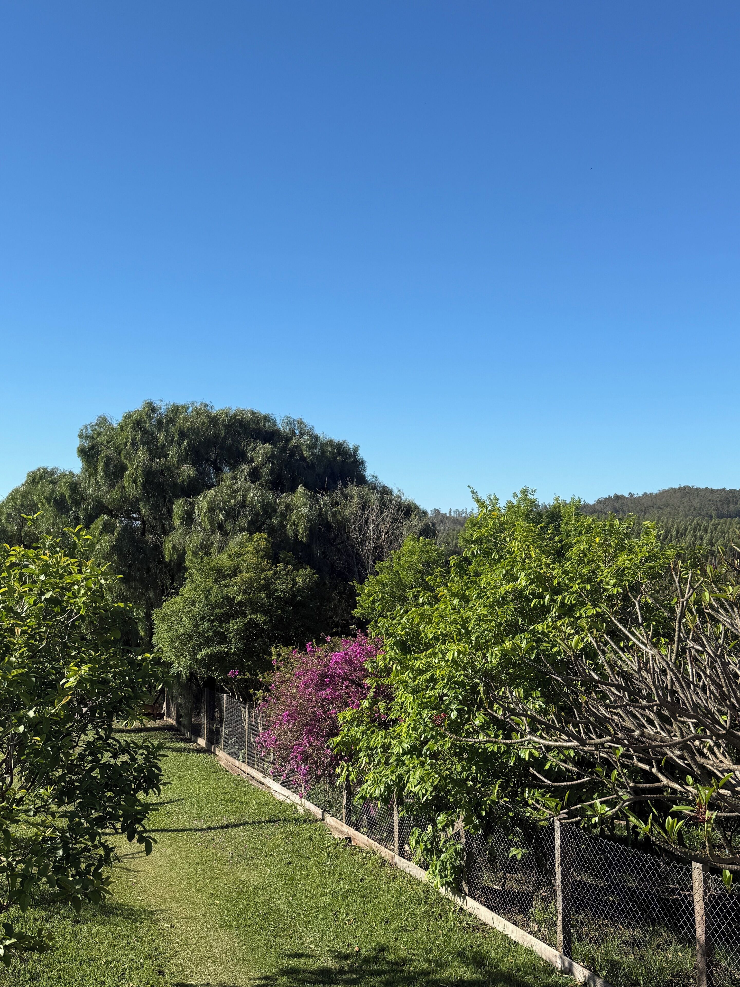 A grassy area with a chain-link fence, trees, and a clear blue sky.