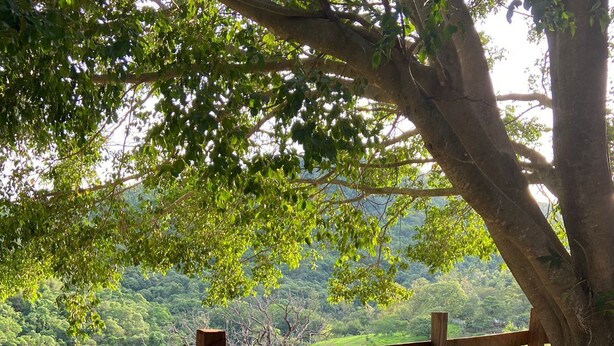A wooden bench under a tree with a view of a green landscape. - Sítio Aconchegante em Amparo/sp com uma Linda Vista Para Apreciar o pôr do sol (AMPARO)