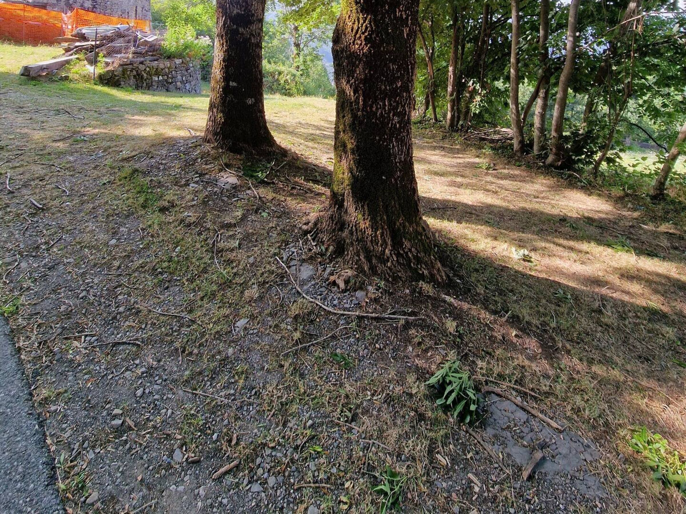Un chemin pavé bordé d’arbres, avec un mur de pierre en arrière-plan.