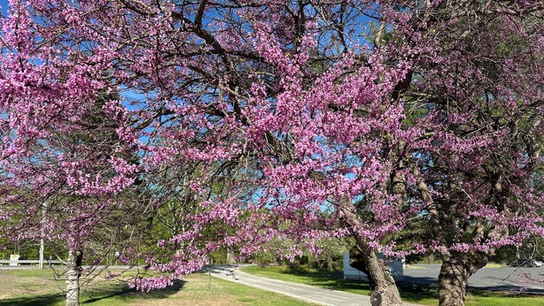 Um parque com cerejeiras em flor, um caminho pavimentado e uma cerca de madeira.
