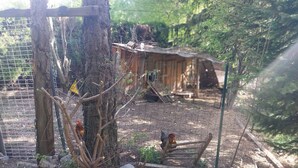 A rustic outdoor setting with a wooden structure, a wire fence, and a tree.