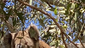 Un koala descansando sobre una rama de árbol.