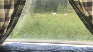 A window with checkered curtains, a view of a grassy field, and a forest in the background. - Peaceful Country Living (Nipawin)