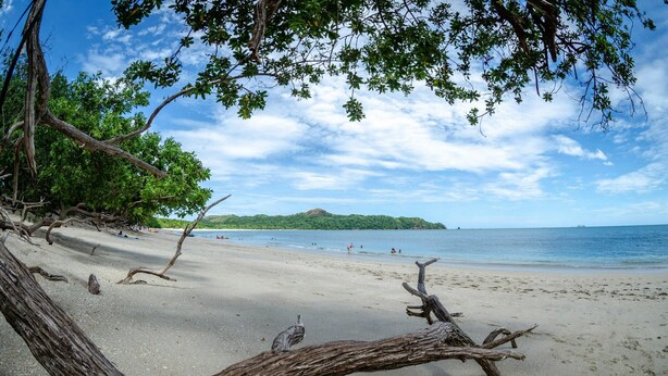 A beach with a fallen tree in the foreground, clear blue sky, and distant green land. - Modern 2BR/2BA Condo w| Proximity to Beach & Town - Casa Blanca 6 (Potrero)