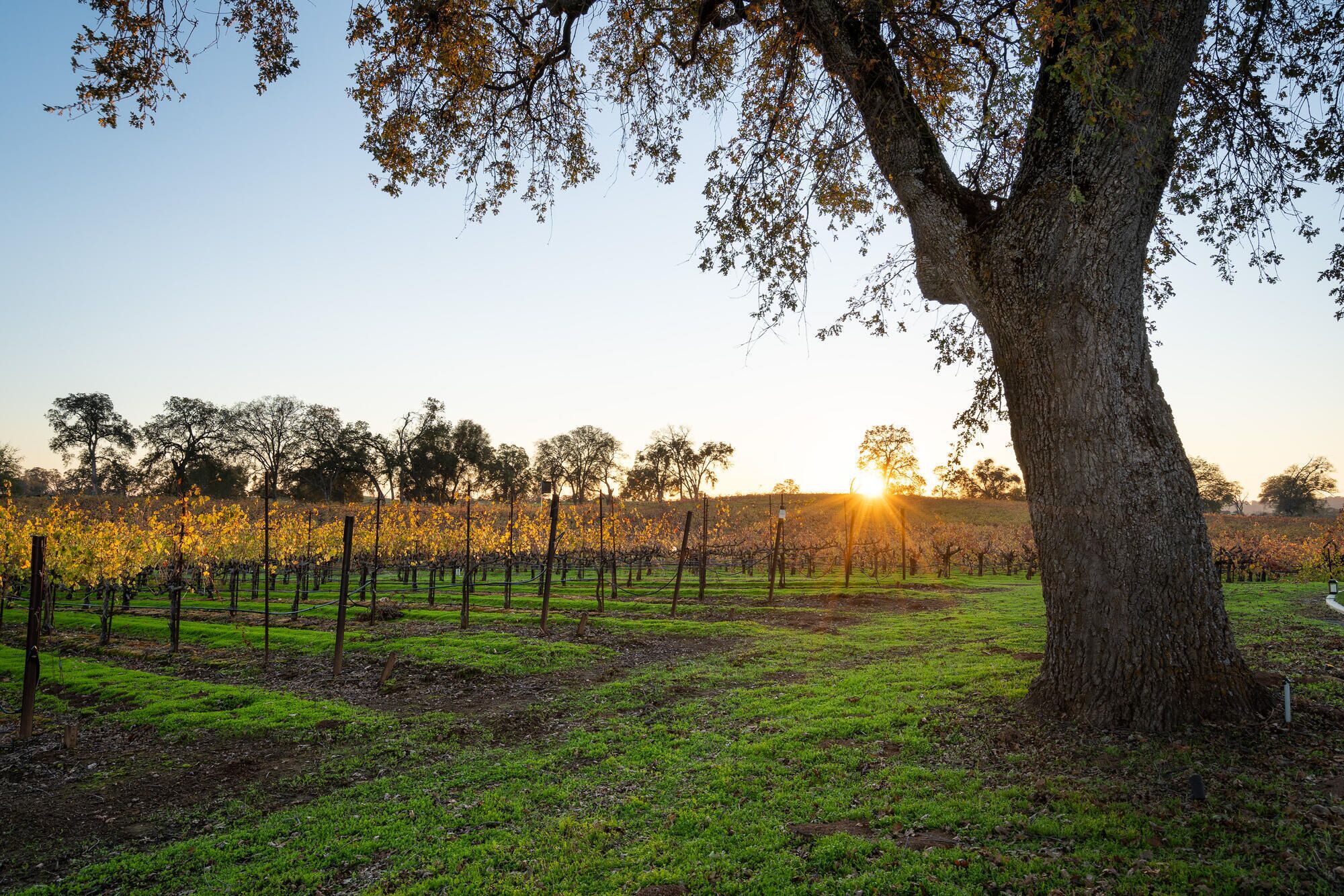 A vineyard with rows of grapevines and a large tree in the foreground.
