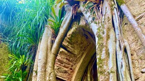 Un árbol con raíces expuestas y un muro de ladrillo al fondo.